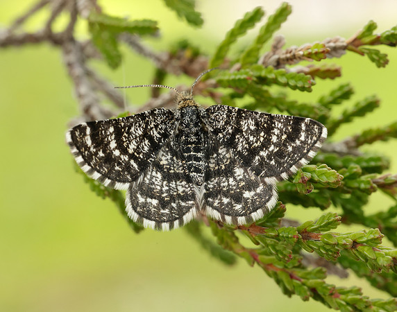 70.216 BF1895 Netted Mountain Moth Macaria carbonaria
