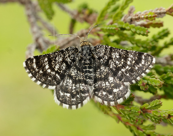 70.216 BF1895 Netted Mountain Moth Macaria carbonaria