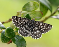 70.216 BF1895 Netted Mountain Moth Macaria carbonaria