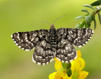 70.216 BF1895 Netted Mountain Moth Macaria carbonaria