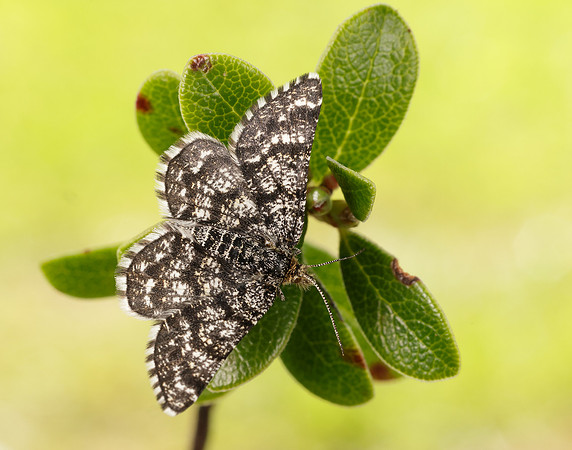 70.216 BF1895 Netted Mountain Moth Macaria carbonaria