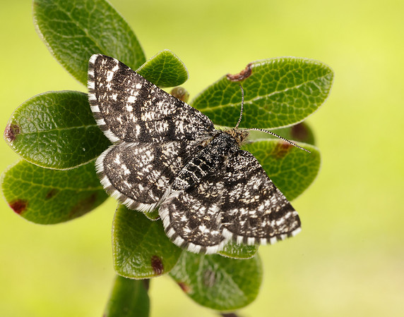 70.216 BF1895 Netted Mountain Moth Macaria carbonaria