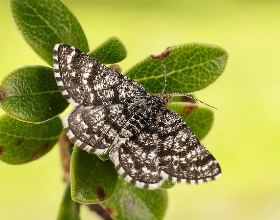 70.216 BF1895 Netted Mountain Moth Macaria carbonaria