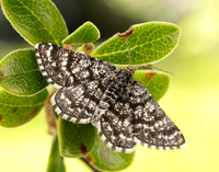 70.216 BF1895 Netted Mountain Moth Macaria carbonaria