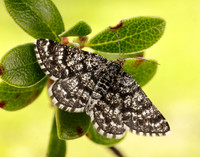 70.216 BF1895 Netted Mountain Moth Macaria carbonaria