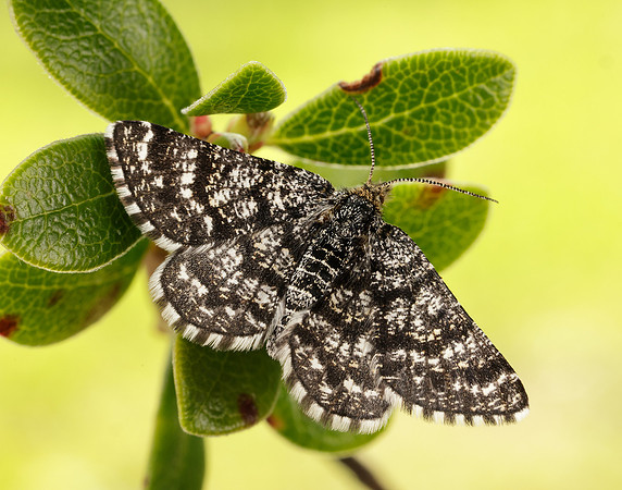 70.216 BF1895 Netted Mountain Moth Macaria carbonaria