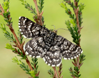 70.216 BF1895 Netted Mountain Moth Macaria carbonaria