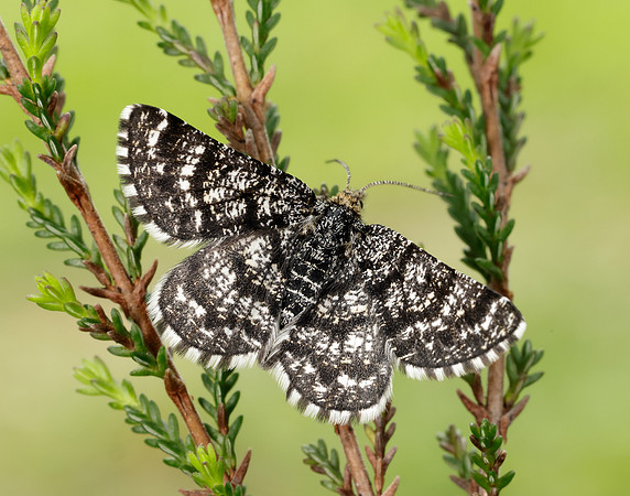 70.216 BF1895 Netted Mountain Moth Macaria carbonaria