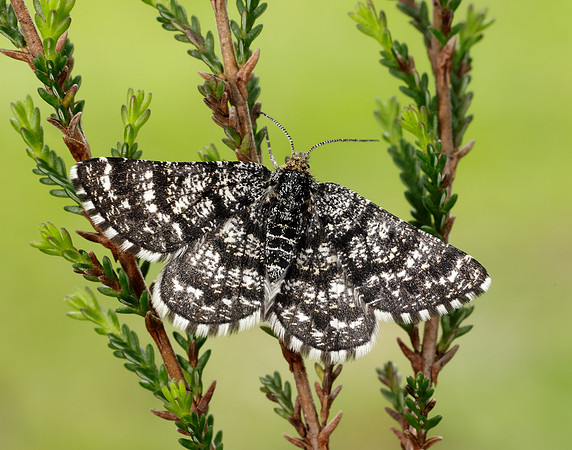 70.216 BF1895 Netted Mountain Moth Macaria carbonaria