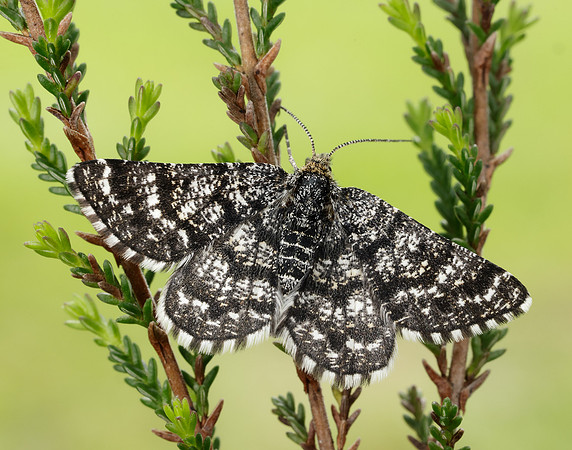 70.216 BF1895 Netted Mountain Moth Macaria carbonaria