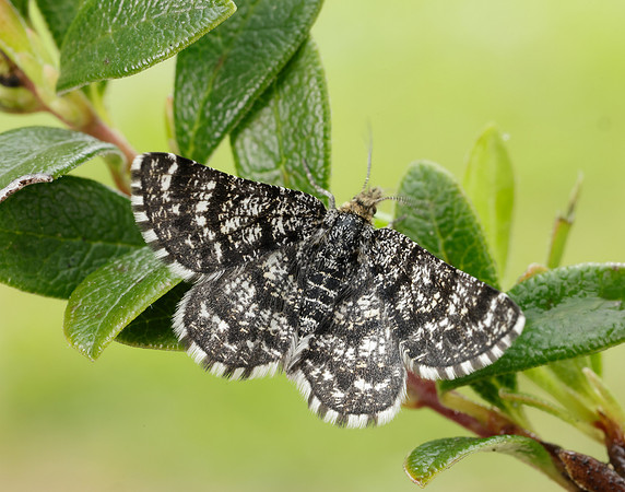 70.216 BF1895 Netted Mountain Moth Macaria carbonaria