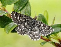 70.216 BF1895 Netted Mountain Moth Macaria carbonaria
