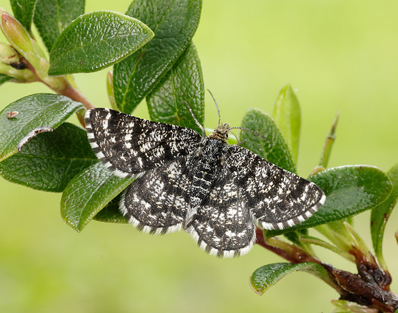 70.216 BF1895 Netted Mountain Moth Macaria carbonaria