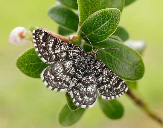 70.216 BF1895 Netted Mountain Moth Macaria carbonaria