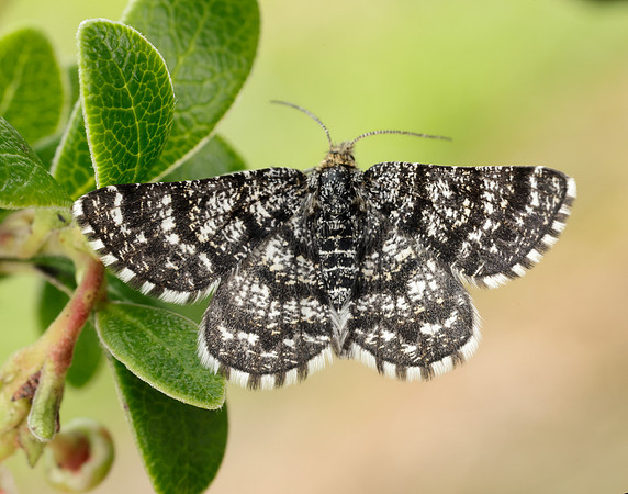 70.216 BF1895 Netted Mountain Moth Macaria carbonaria