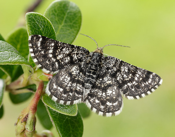 70.216 BF1895 Netted Mountain Moth Macaria carbonaria