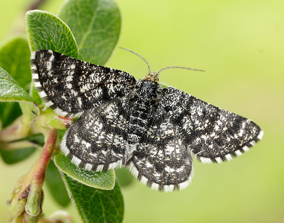 70.216 BF1895 Netted Mountain Moth Macaria carbonaria