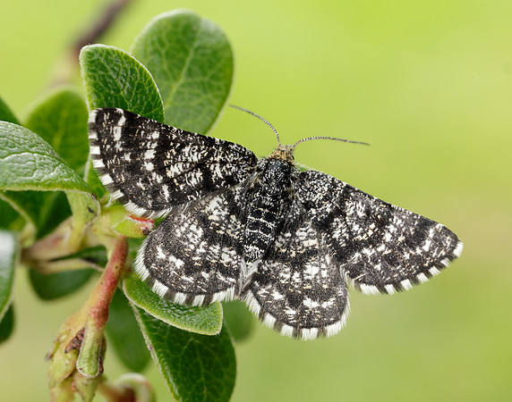 70.216 BF1895 Netted Mountain Moth Macaria carbonaria