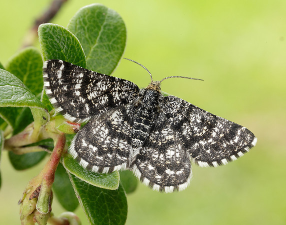 70.216 BF1895 Netted Mountain Moth Macaria carbonaria
