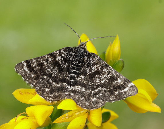 70.216 BF1895 Netted Mountain Moth Macaria carbonaria