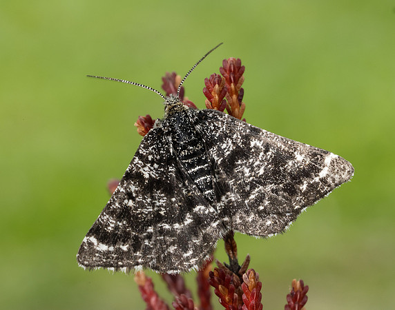 70.216 BF1895 Netted Mountain Moth Macaria carbonaria