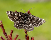 70.216 BF1895 Netted Mountain Moth Macaria carbonaria