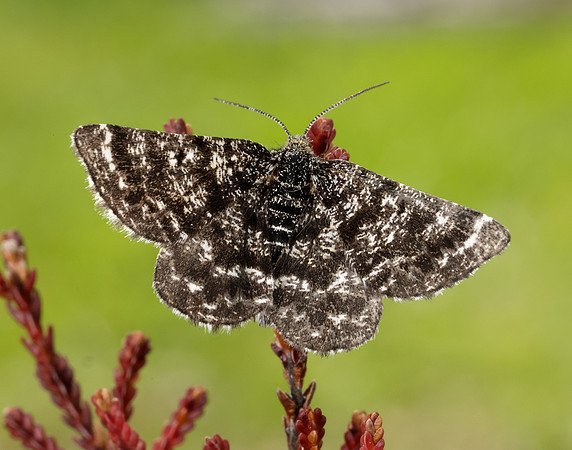 70.216 BF1895 Netted Mountain Moth Macaria carbonaria
