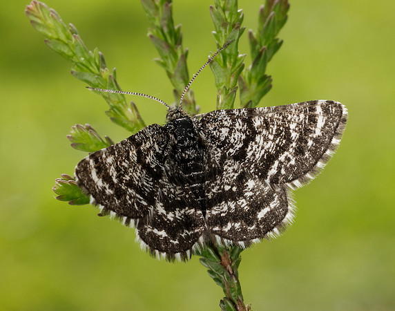 70.216 BF1895 Netted Mountain Moth Macaria carbonaria