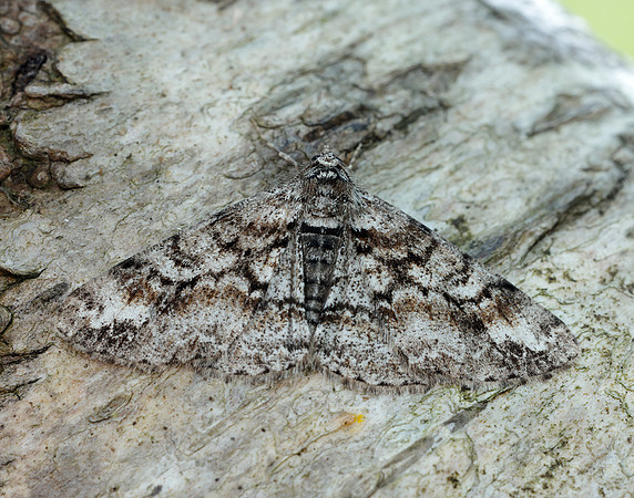 70.263 BF1939 Ringed Carpet Cleora cinctaria