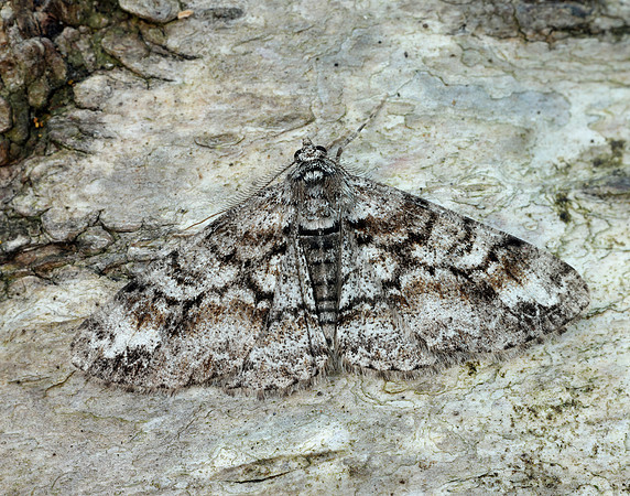 70.263 BF1939 Ringed Carpet Cleora cinctaria