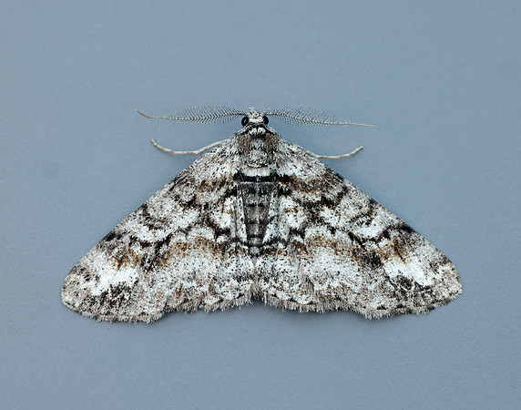 70.263 BF1939 Ringed Carpet Cleora cinctaria