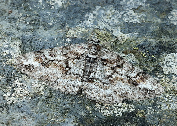 70.263 BF1939 Ringed Carpet Cleora cinctaria