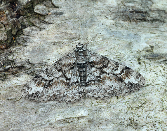 70.263 BF1939 Ringed Carpet Cleora cinctaria