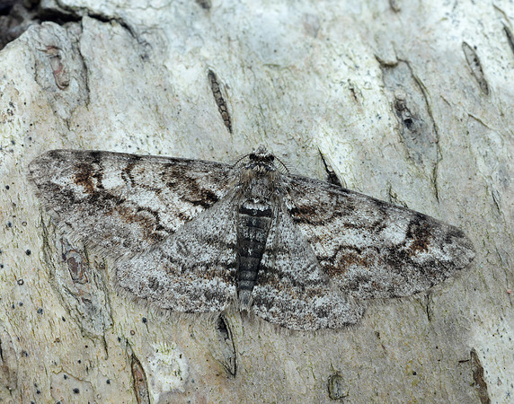 70.263 BF1939 Ringed Carpet Cleora cinctaria