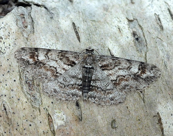 70.263 BF1939 Ringed Carpet Cleora cinctaria