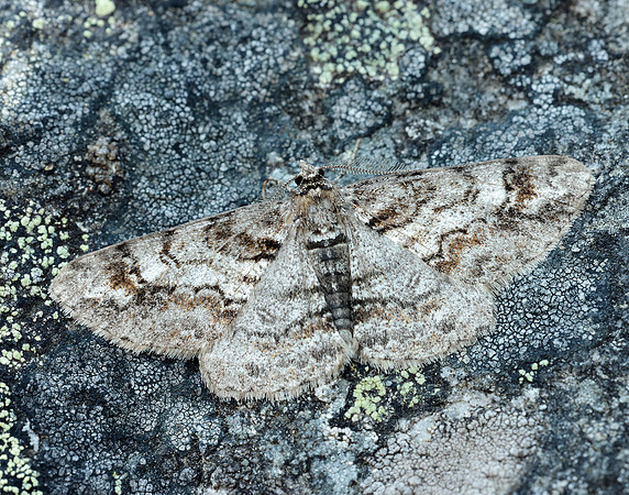 70.263 BF1939 Ringed Carpet Cleora cinctaria