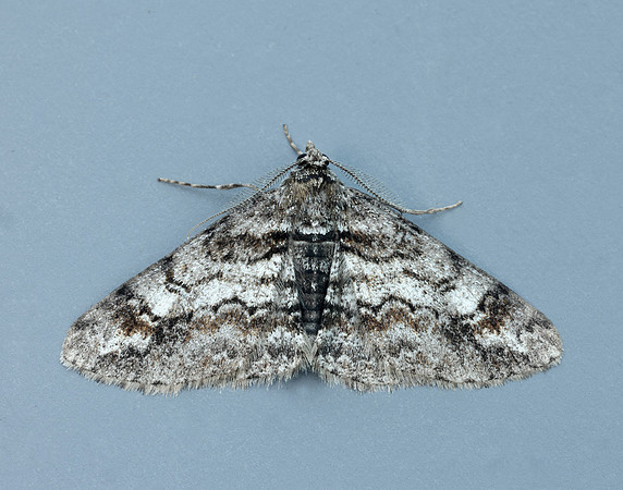 70.263 BF1939 Ringed Carpet Cleora cinctaria