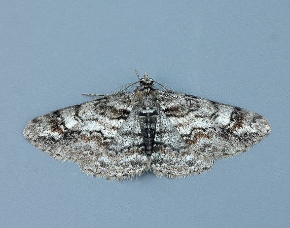 70.263 BF1939 Ringed Carpet Cleora cinctaria
