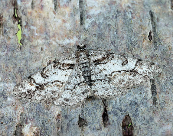 70.263 BF1939 Ringed Carpet Cleora cinctaria