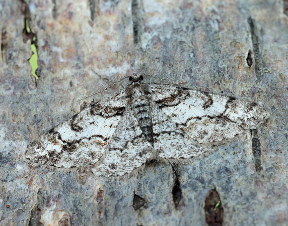 70.263 BF1939 Ringed Carpet Cleora cinctaria