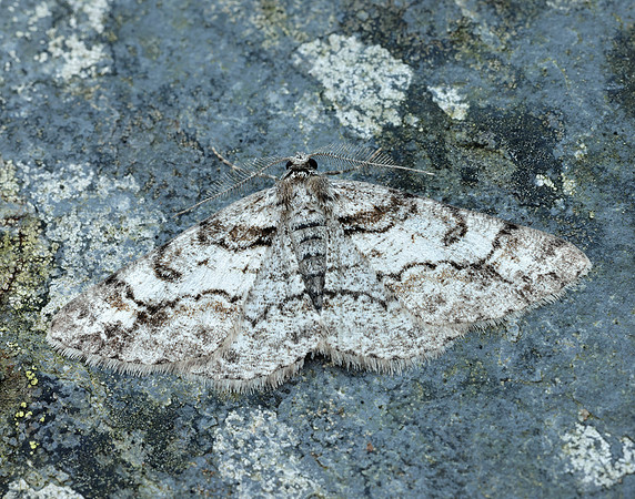 70.263 BF1939 Ringed Carpet Cleora cinctaria