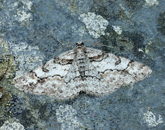 70.263 BF1939 Ringed Carpet Cleora cinctaria