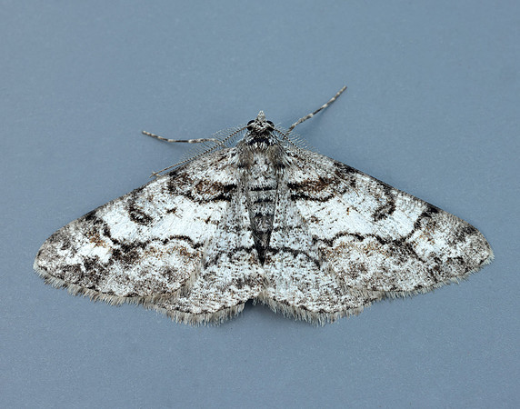 70.263 BF1939 Ringed Carpet Cleora cinctaria