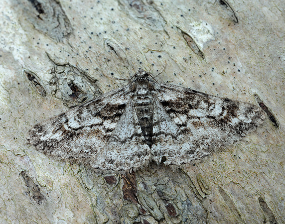 70.263 BF1939 Ringed Carpet Cleora cinctaria