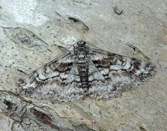 70.263 BF1939 Ringed Carpet Cleora cinctaria