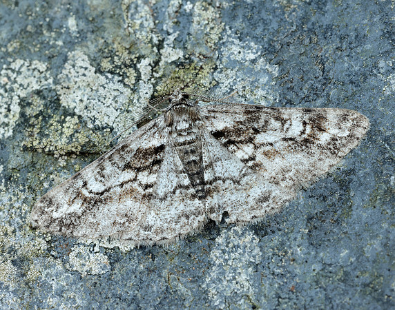 70.263 BF1939 Ringed Carpet Cleora cinctaria
