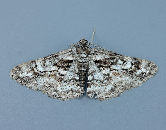 70.263 BF1939 Ringed Carpet Cleora cinctaria