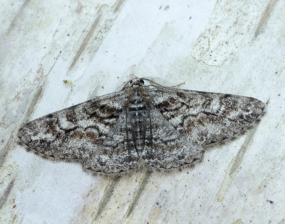 70.263 BF1939 Ringed Carpet Cleora cinctaria