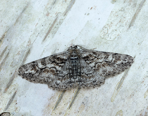 70.263 BF1939 Ringed Carpet Cleora cinctaria