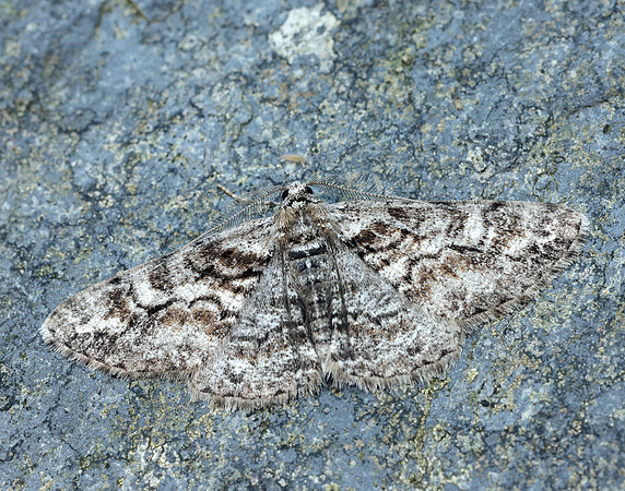 70.263 BF1939 Ringed Carpet Cleora cinctaria